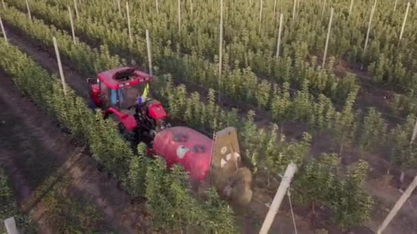 Drone Aerial Footage of Tractor Spraying Orchard Covered with Hail Protection Nets in Springtime. Farmer Driving Tractor Through Apple Orchard. Agriculture concept — Stock Video