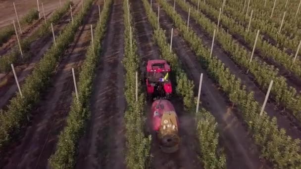 Letecký sledovací záběr traktoru v sadu. Farmář jezdí s traktorem přes jablečný sad. Jabloň stříká traktorem. Hail Protection Nets Above an Apple Tree Plantation. — Stock video