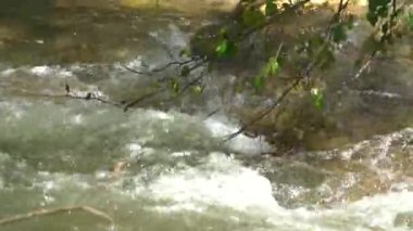 Saf dağ soğuk suyu yosunlarla kaplı kayaların üzerinden akar. Düşen bir ağacın yaprakları nehrin suyuyla yıkanır. Doğa ve sağlık kavramı.