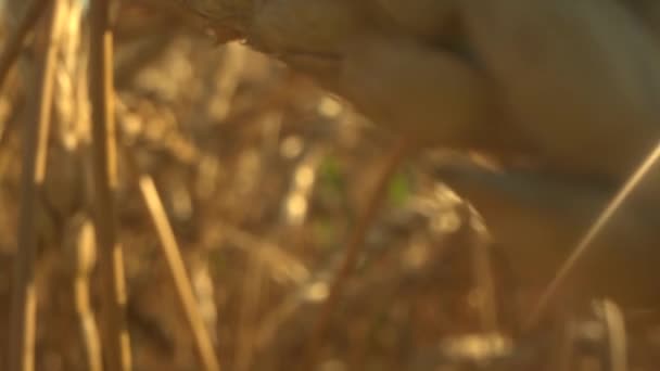 I semi di grano in primo piano sparano. Campo di grano. Orecchie di grano da vicino. Concetto di raccolta e raccolta. Macro sparato. Coltivazione prima della raccolta. Gpld luce del sole sulle foglie. Bella prospettiva — Video Stock