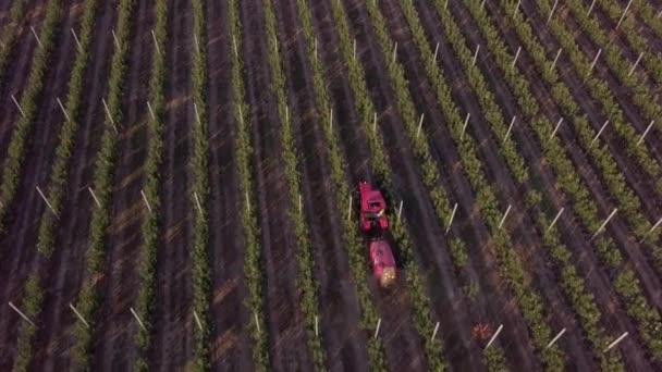 Трактор распыляет пестициды в Apple Orchard. Фермер водит трактор через сад в весеннее время. Трактор распыляет фруктовые деревья. Запись с беспилотника. Концепция сельского хозяйства Еда. — стоковое видео