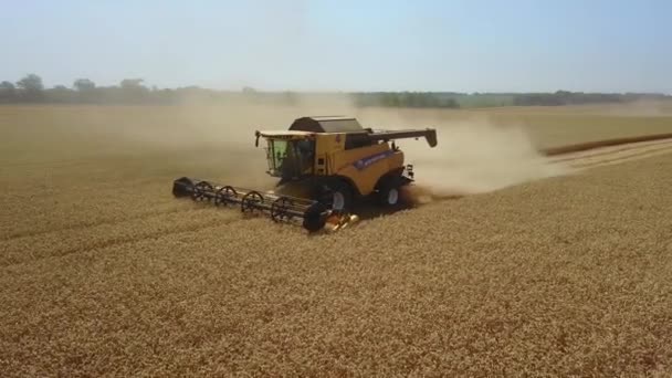 Stavropol, RUSSIA - 15 LUGLIO 2020: Raccolta lavora sul campo. Raccoglie il grano nella soleggiata giornata estiva. Colpo aereo dal drone. Molti altri si combinano dietro sul campo. Sullo sfondo Raccoglitore — Video Stock