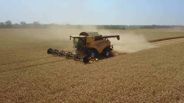 Stavropol, RUSKO - 15. června 2020: Sklizeň probíhá na poli. Sbírá pšenici za slunečného letního dne. Letecký výstřel z dronu. Mnoho dalších se spojuje na hřišti. Na pozadí Sklizeň — Stock video