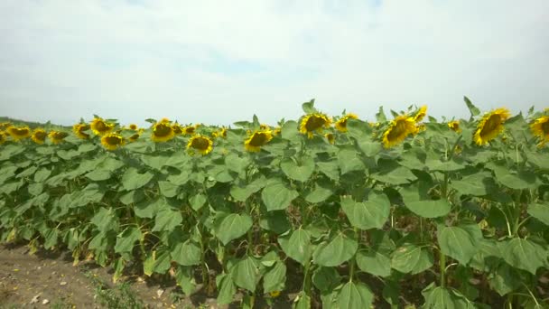 Поле жовтих квітів соняшнику на тлі хмар. соняшник гойдається на вітрі. Прекрасні поля з соняшниками влітку в променях яскравого сонця. Вирощування зернових культур на полях . — стокове відео