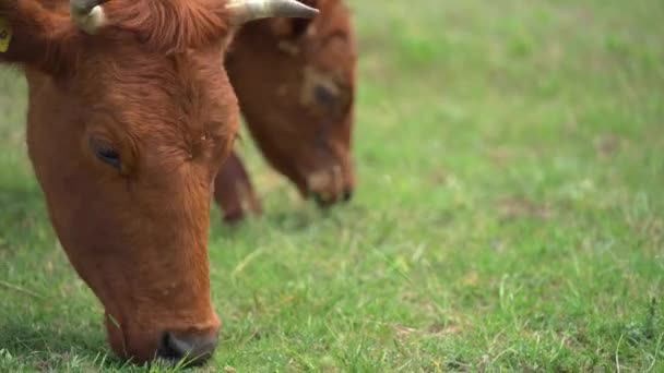 日没前の夏の日の間に牧草地で幸せな牛。農場だ。牛は緑の草を食べる — ストック動画