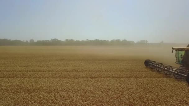 Stavropol, RUSKO - 15. června 2020: Sklizeň kombinuje práce na poli a sklizeň pšenice. Výstřel ze vzdušného letounu. Zlaté pole. — Stock video