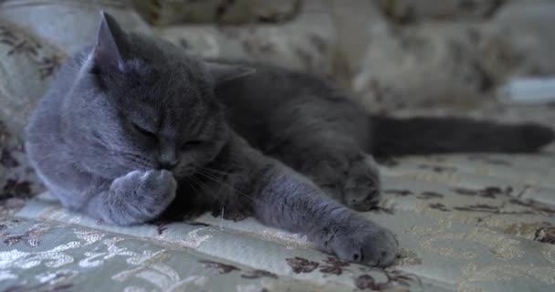 Gray british cat wash her face. She lying on the couch. Close up portrait of a british scottish fold cat looking around. beautiful cat look.Carefree life. Pets at home. — Stock Video