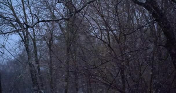 Χειμερινό χιόνι. Ωραίος χειμώνας. νιφάδες χιονιού. Βίντεο 4K — Αρχείο Βίντεο