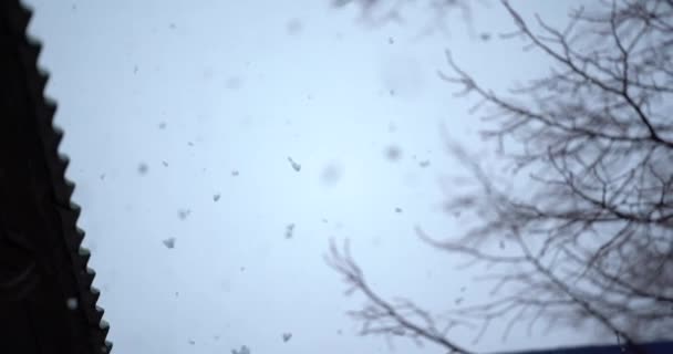 Schneeflocken fallen im Winter in Zeitlupe mit Bokeh, dunklem Hintergrund und Baum. Naturschnee fällt vereinzelt auf Schwarz. Schöner Winter. 4k-Video — Stockvideo