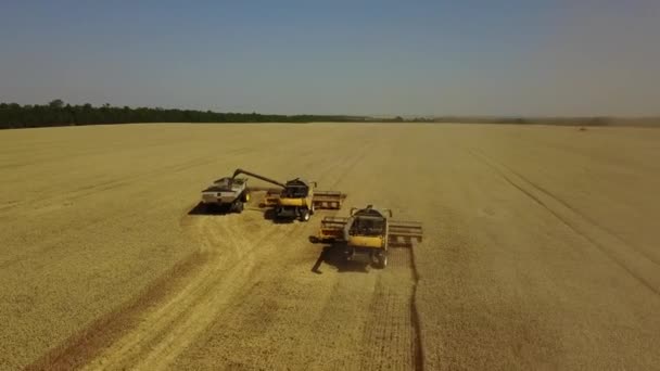 Stavropol, RUSSIA - JULY 15 2020: Harvester combine works on the field and harvest wheat. Harvester empty crop to tractor with hindcarriage. Aerial drone shot. Gold field. Many combines in frame — Stock Video