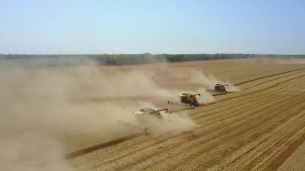 Stavropol, RUSIA - 15 de julio de 2020: Muchos combinan el trabajo en el día de verano y cosechan los campos de trigo. Las espigas doradas se cierran. Hermoso paisaje de la puesta del sol de la naturaleza. Paisajes rurales a la luz del sol — Vídeos de Stock
