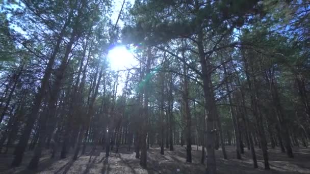 Floresta de pinheiros selvagens com musgo verde sob as árvores. Movendo-se entre árvores em bela manhã ensolarada logo após o nascer do sol. O sol a romper árvores. Muitos cones e folhas de coníferas no chão — Vídeo de Stock