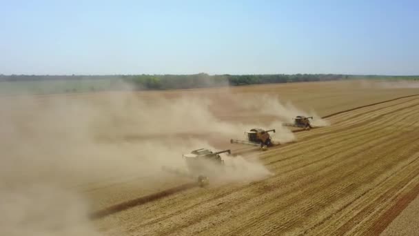 Stawropol, RUSSLAND - 15. JULI 2020: Viele Mähdrescher arbeiten an Sommertagen und ernten Weizenfelder. Goldene Weizenähren aus nächster Nähe. Schöne Natur Sonnenuntergang Landschaft. Ländliche Landschaften im gleißenden Sonnenlicht — Stockvideo