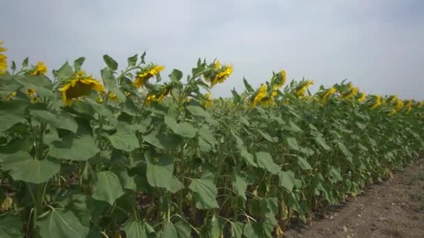 Cabeça de girassol amarelo florescendo. Dia ventoso de verão. Grande campo com plantas. Panorama. 4K. — Vídeo de Stock