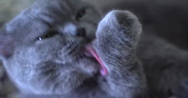 İngiliz İskoç kedisi dilini yıkıyor. Mutlu kedi yıkar, patisini yalar. Kedi yalan söylüyor. Güzel tekir kedi. Hayvan odada dinleniyor. Evde kal.