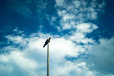 Kara kuzgun ağaçta oturmuş, tüylü orman sakinlerinin altında bir şeyi inceliyor. Kara karga, ağaçların dallarında oturuyor. Büyük bir kuzgun, ormanı izliyor.