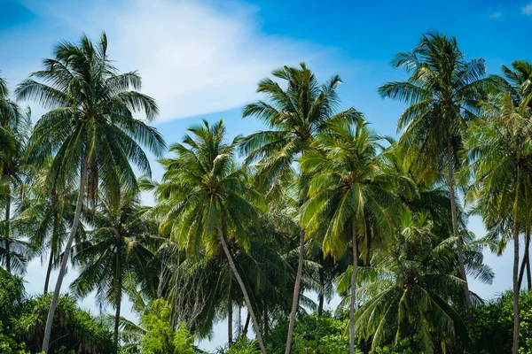 Maldivler. Cennetlik bir yer. Cennet tatili. Dünyadaki en güzel yer. Mavi okyanus beyaz kumsal doğa tropikal palmiyeler adası. Karayipler 'de deniz ve gökyüzü. Küçük, vahşi plaj sandalyeleri. manzara