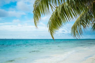 Dünyanın en iyi plajları. Okyanustaki Tayland Adaları Palmiyeleri. Plajdaki palmiyeler beyaz kumla kaplı. Mavi deniz, sahil ve gökyüzü. Yaz manzarası