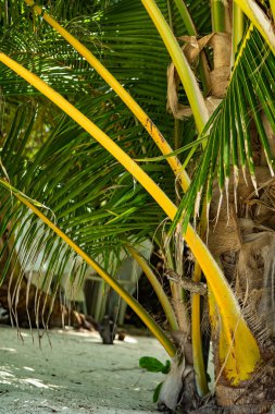 Sahilde hindistan cevizli dev yeşil palmiye ağaçlarının yakınında. Uzun gövdeler, yapraklı uzun dallar. Tropikal bir yer. Manzara kum, sahil, adalar ve dükkanlara açılır. Avuç içinin gölgesi