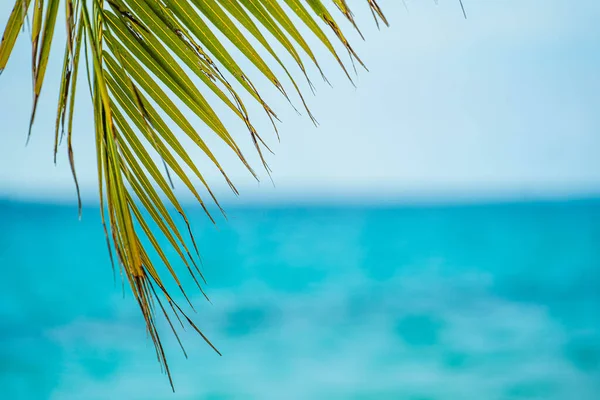 Sonne durch Palmblätter auf der Dominikanischen Republik in der Karibik. Palme mit Kokosnuss im Wind auf blauem Himmel. Exotische tropische Grüne Palmblätter auf den Malediven. Sommertag im Tropical Island Urlaub. — Stockfoto