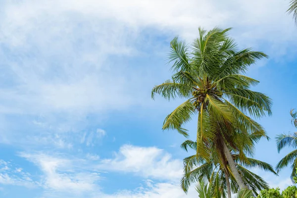 Phuket Thailand. Zeestrand. Scène van zonsondergang op het strand zee. Palm boom op strand zand en zee in Zonsondergang en Twilight tijd op het strand. Zonsondergang in de zee. — Stockfoto