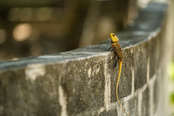 Malediwy. Nazwa jaszczurka obroża pochodzi od jaszczurki wyraźny kolor, który obejmuje pasma czerni wokół szyi i ramion, które wyglądają jak kołnierz. — Zdjęcie stockowe