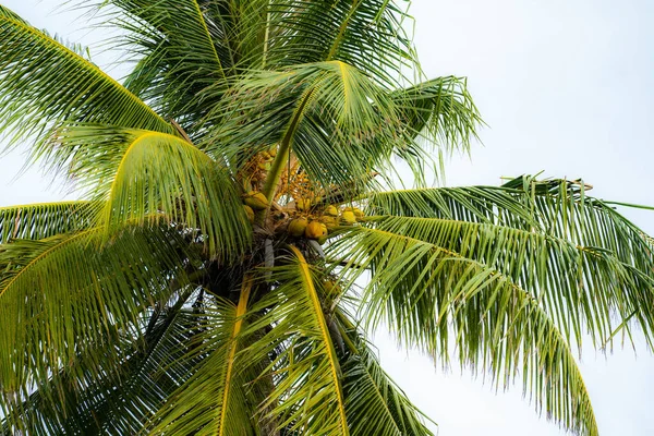 Maldive. Mare tropicale naturale Beach paesaggio. Onda di mare cristallina e spiaggia di sabbia bianca. Rilassatevi sulla pulita e soleggiata Sea Beach long loop — Foto Stock