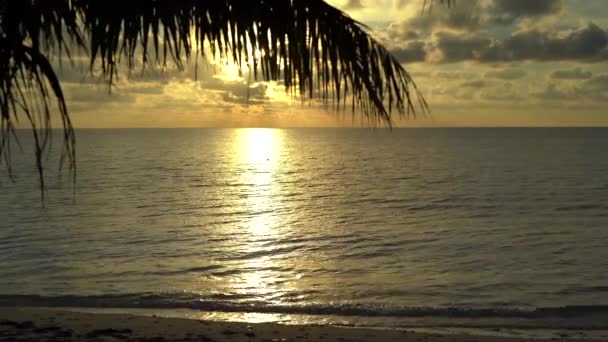 Maledivy. Silueta dlaní na soumračné obloze. Oceanside. Temná, šerá atmosféra soumraku. Tropická indická oceánská pláž, po západu slunce estetická. Paradise place, Dark black palm tree. Dovolená — Stock video