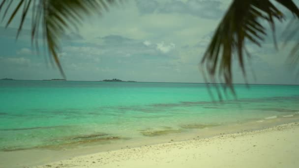 Spiaggia tropicale incontaminata con palma da cocco e acqua turchese, Maldive destinazione turistica — Video Stock