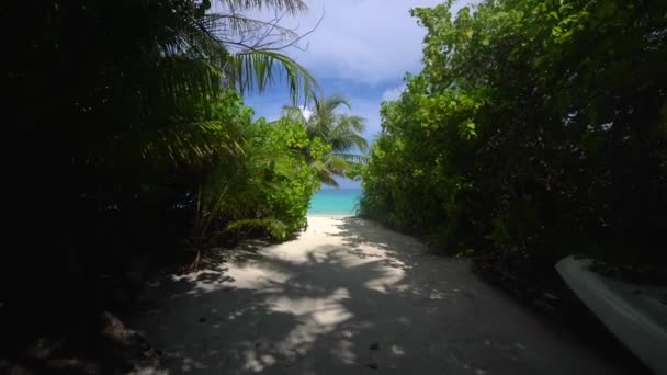 도미니카 공화국의해 변, 섬 해변, 세계에서 가장 좋은 해변, 푸른 바 다 의해 안에 있는 아름다운 야자나무들. 대서양, 푼 타 가나의 해변. 카리브해 청록색 바닷물 — 비디오