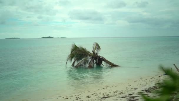 Rilassatevi su una spiaggia di mare vuota. Viaggia verso la spiaggia paradisiaca del mare. Le spiagge della Repubblica Dominicana. Viaggia a Island Saona, idilliaco oceano tropicale. Palmo in acqua con alta marea. — Video Stock