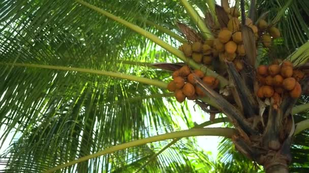 Widok dolny palm kokosowych w słońcu. Palmy przeciwko pięknemu błękitnemu niebu. Zielone palmy na tle błękitnego nieba. Koncepcja podróży. W raju. Wyspa na Bahamach. Zdrowa żywność i — Wideo stockowe