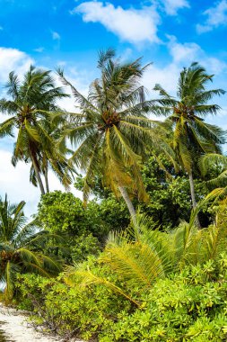 Bir sürü palmiyesi ve beyaz kumu olan cennet kumsalı, Maldivler.