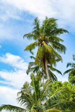 Bir sürü palmiyesi ve beyaz kumu olan cennet kumsalı, Seyşeller.