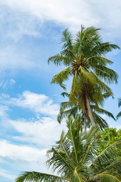 Beyaz arka planda üç hindistan cevizi palmiyesi var. Harika yaz.