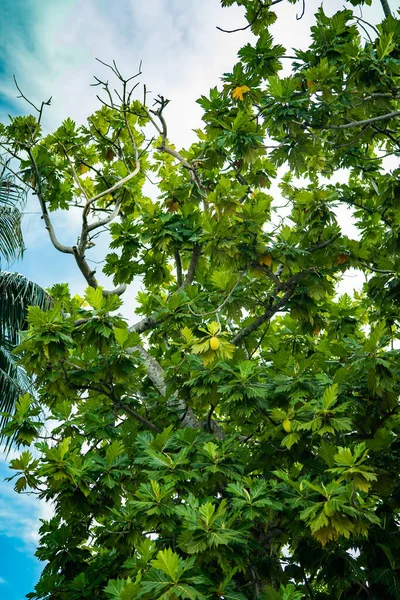 Ein Bündel frischer reifer Zitronen auf einem Zitronenzweig im sonnigen Garten — Stockfoto