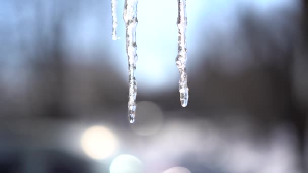 Tropfen während des Tauwetters. Frühjahrsschmelze der Eiszapfen auf dem Dach des Hauses. Der Frühling naht. Wechsel der Jahreszeiten vom Winter zum Frühling. — Stockvideo