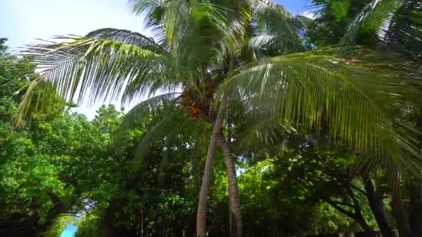 Blick von unten auf Kokospalmen. Grüne Palme auf blauem Himmel Hintergrund. Karibisches Meer. Palmen gegen den Himmel. Strand auf der tropischen Insel. Palmen im Sonnenuntergang. Blick von unten nach oben. Warm — Stockvideo