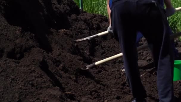 農家の近くの足を、労働者の男は土を掘り、日没の春に小麦の庭のフィールドにゴムブーツでシャベルで地面。農業農業は野菜栽培の概念を収穫する。四K — ストック動画