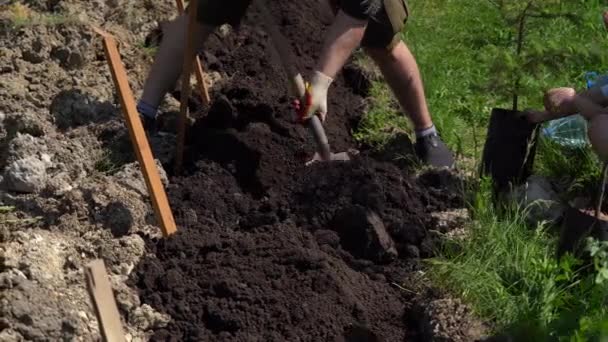 Mannen gräver marken med en spade och häller jorden i vagnen — Stockvideo