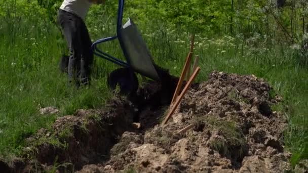 Fákat ültetek. betölti a fekete földet a gödörben — Stock videók