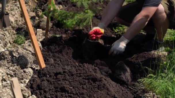 Der Mann gräbt den Boden mit einer Schaufel aus und schüttet die Erde in den Karren — Stockvideo