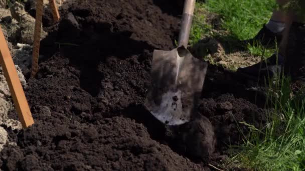 A gazda ássa és műveli a földet lapáttal. Termékeny talaj, fekete föld feldolgozás. Kézimunka, mezőgazdaság, termesztés, rekultiváció, talajművelés — Stock videók