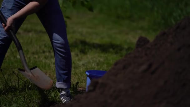 農業と園芸の概念。閉鎖ビュー春の季節に野菜を植えるために茶色の有機土壌をシャベルの4kストックビデオ映像。シャベル掘り庭の汚れを持つ匿名の人 — ストック動画