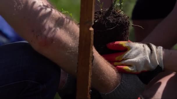 Mãos Plantar Jovem Árvore Top View. Belo tiro. — Vídeo de Stock