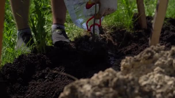 Riego manual de una planta joven. 4k — Vídeo de stock