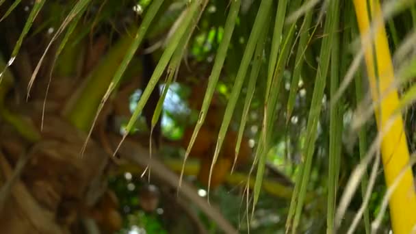 Folha de coco tropical balançando ao vento com luz solar, fundo de verão, câmera lenta. Maldivas, caraíbas e bahamas. No paraíso. Conceito de férias e férias — Vídeo de Stock