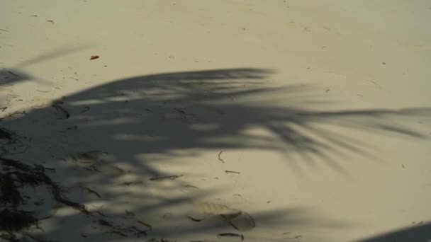 Movimento de sombras folhas de palma sobre areia fundo textura praia. Maldivas ou ilhas das Bahamas. Vida tropical. Conceito de férias e férias. — Vídeo de Stock