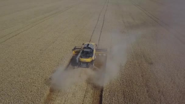 Stavropol, RUSSIA - JULY 15 2020: the peaester machine works in the field. 황금빛익은 밀밭을 수확하는 수확 기계를 결합시키 십시오. 농업. 공중에서 본 모습. 위에 요. 많은 기계들 이 — 비디오