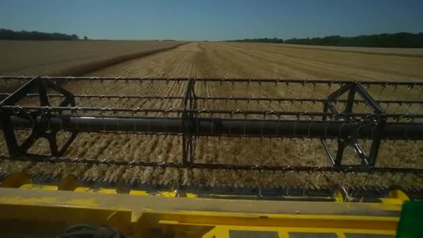 Zicht vanuit de cabine van de combinatie. Oogst de tarwe op het veld op zonnige zomerdag. Gele hatvester — Stockvideo